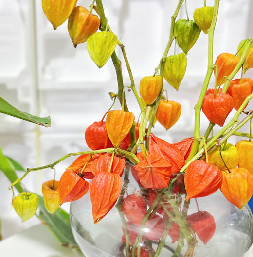 【AB级酸浆果切花】5支/份 长度约50-55cm 商品图4