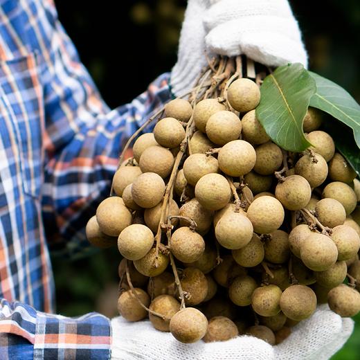 候物 高州鸡眼桂圆肉 柴火慢烘老树桂圆干 200g/罐 商品图3