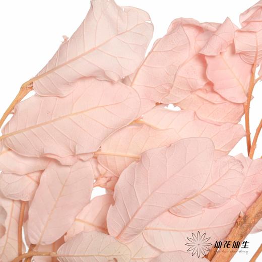 永生花材 | 黄金叶粉 商品图1