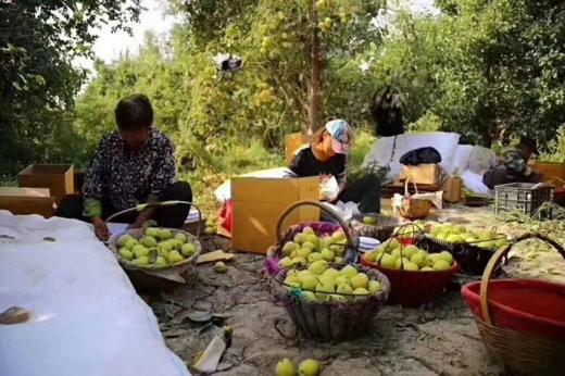 新疆有机库尔勒香梨【5、8斤装】 商品图1