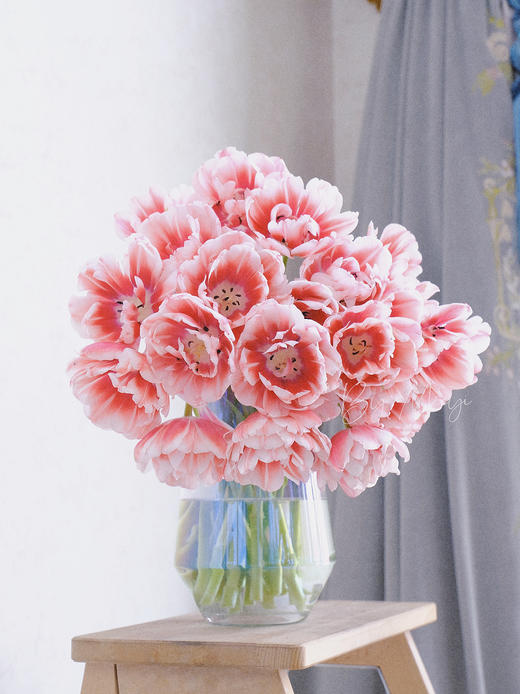 郁金香合辑【春天是见到你的第一眼开始】 简小姐精选荷兰国花  2件包邮下单72小时发货 商品图11