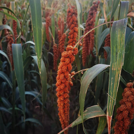 农场发货-张北红谷子小米 5斤/箱 米香味浓 来自张北野菜夫人农场 十六年生态种植农场 当季新米 商品图5