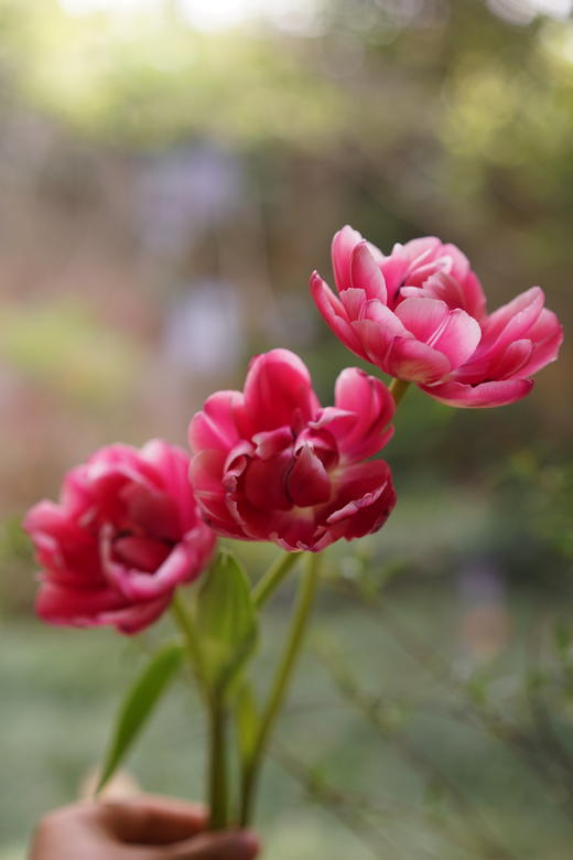 郁金香合辑【春天是见到你的第一眼开始】 简小姐精选荷兰国花  2件包邮下单72小时发货 商品图1