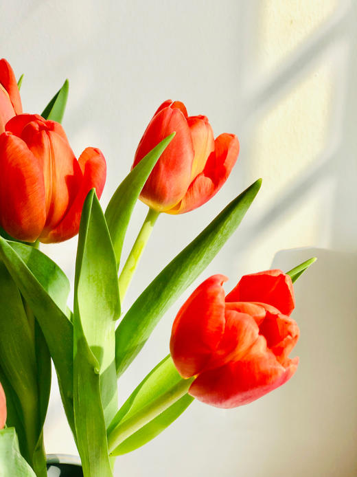 郁金香合辑【春天是见到你的第一眼开始】 简小姐精选荷兰国花  2件包邮下单72小时发货 商品图4