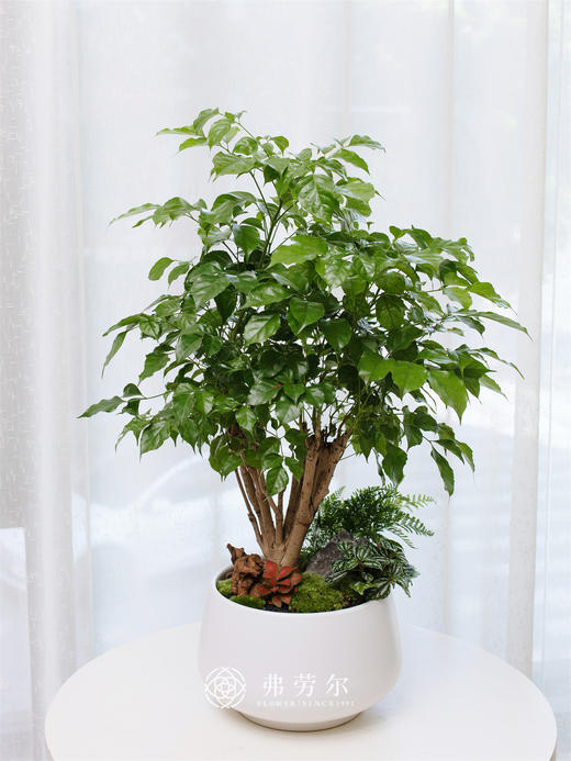 绿宝组合盆栽 商品图0