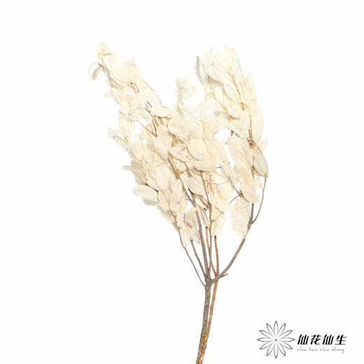 永生花材 | 黄金叶白 商品图0