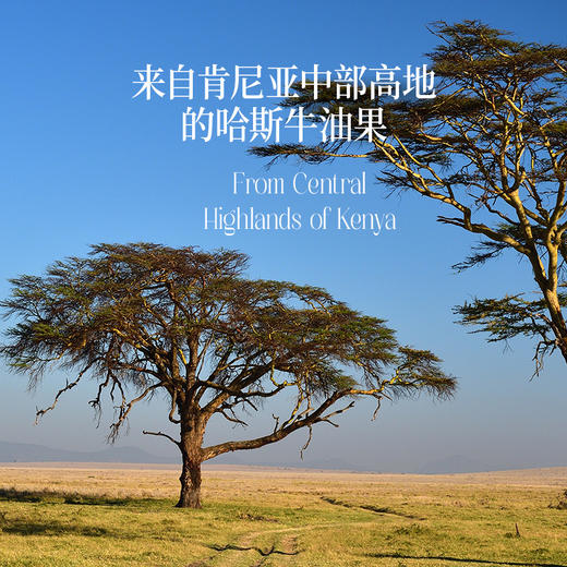 【热炒】晟麦牛油果油1L低温冷榨儿童食用油酪梨家庭装进口纯正 商品图3