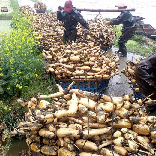 【两件包邮】有机洪湖纯藕粉 200g 商品图5