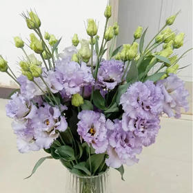 【佳海花业】洋桔梗  波浪浅紫 四合一（700-800g） 颜色深浅略有差异 以实物为准 云南基地发货（价格已包含包装费用） 运费以实际为准，多退少补。