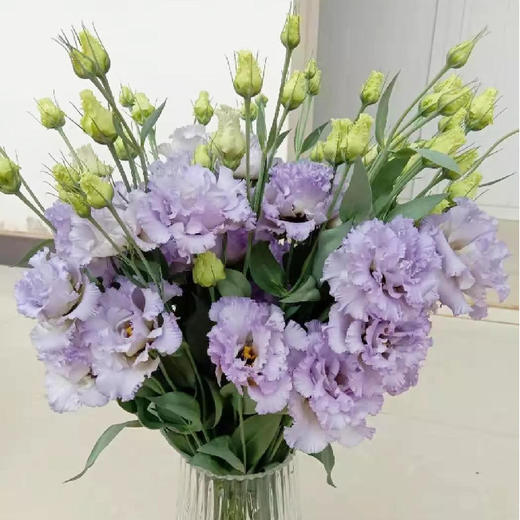 【佳海花业】洋桔梗  波浪浅紫 四合一（700-800g） 颜色深浅略有差异 以实物为准 云南基地发货（价格已包含包装费用） 运费以实际为准，多退少补。 商品图0