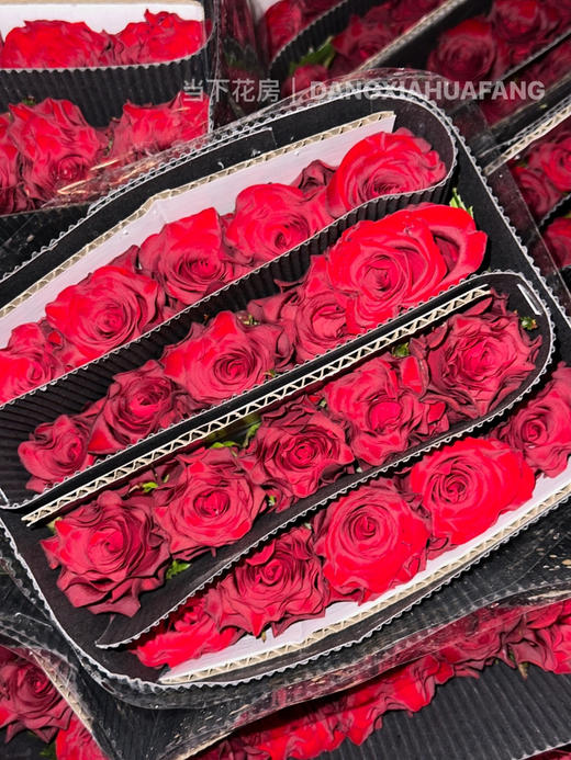 【AB级高原红玫瑰.第二份减10元】10支/份 长约60-65cm 商品图6