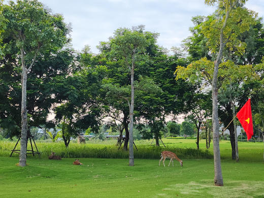越南海防珍珠高尔夫球场 Vinpearl Golf Haiphong | 越南高尔夫球场 俱乐部 | 海防高尔夫 商品图5