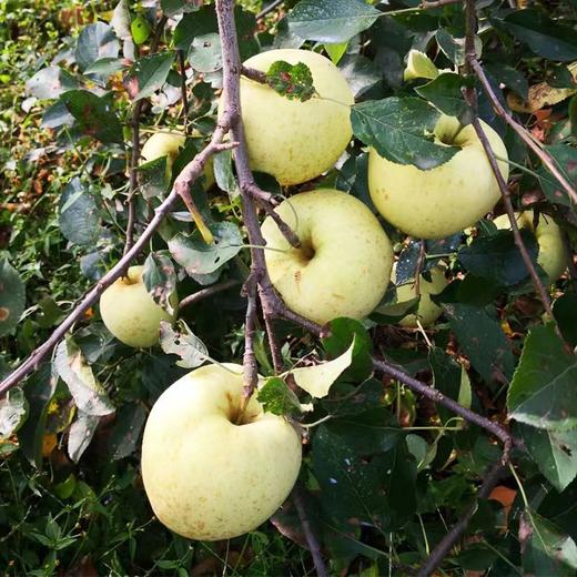 沣林园有机金帅苹果 商品图1