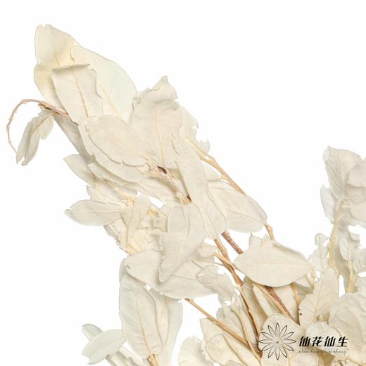 永生花材 | 黄金叶白 商品图3
