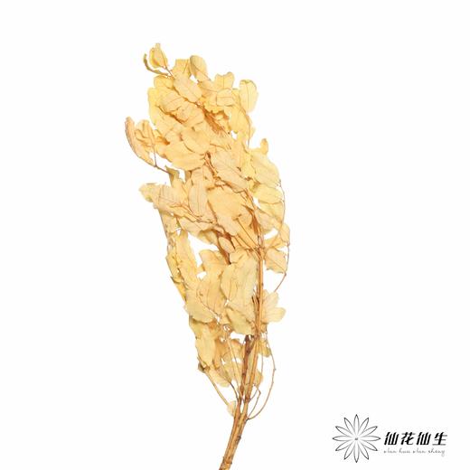 永生花材 | 黄金叶黄 商品图0