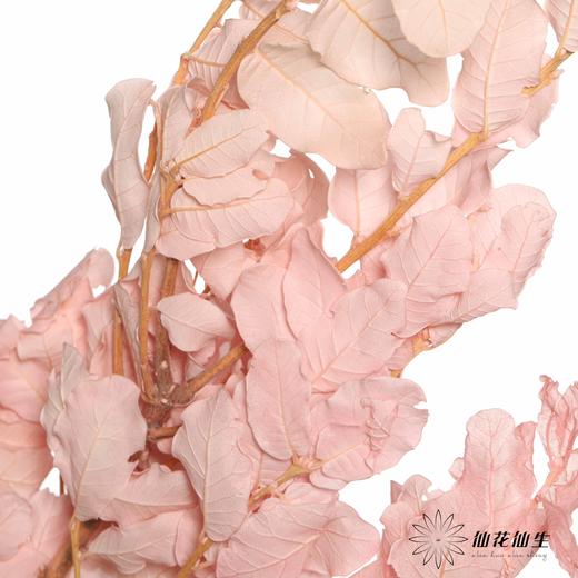 永生花材 | 黄金叶粉 商品图3