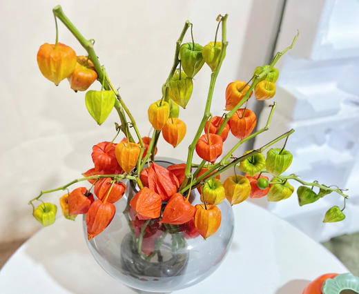 【AB级酸浆果切花】5支/份 长度约50-55cm 商品图14