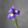 鸢尾 Iris 商品缩略图2