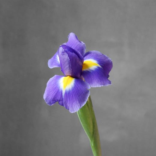 鸢尾 Iris 商品图2
