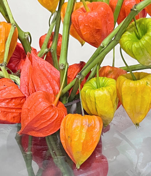 【AB级酸浆果切花】5支/份 长度约50-55cm 商品图5