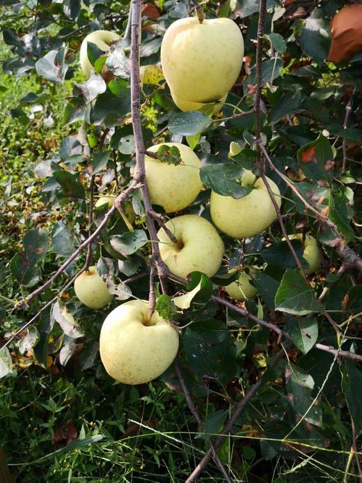 沣林园有机金帅苹果 商品图2