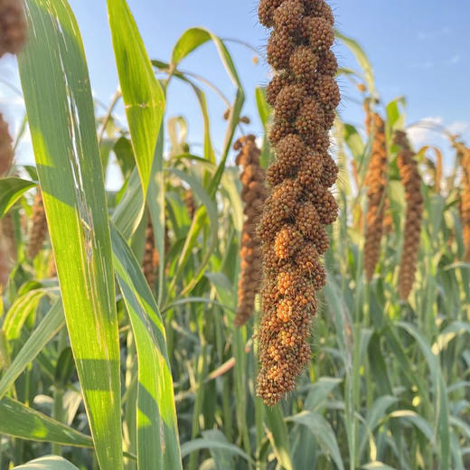 农场发货-张北红谷子小米 5斤/箱 米香味浓 来自张北野菜夫人农场 十六年生态种植农场 当季新米 商品图9