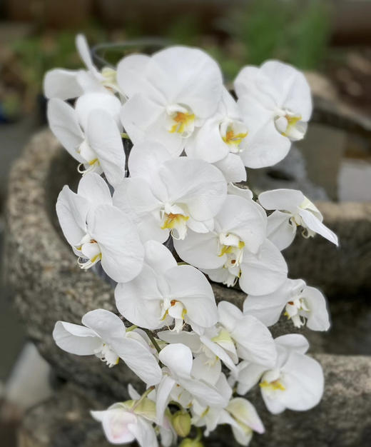 【幸福的来临】进口高质感--白蝴蝶兰  约6-7朵 商品图10