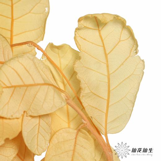 永生花材 | 黄金叶黄 商品图1