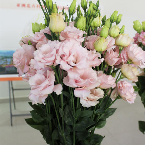 【佳海花业】洋桔梗  樱花粉  四合一（700-800g） 颜色深浅略有差异 以实物为准 云南基地发货（价格已包含包装费用） 运费以实际为准，多退少补。 商品图0