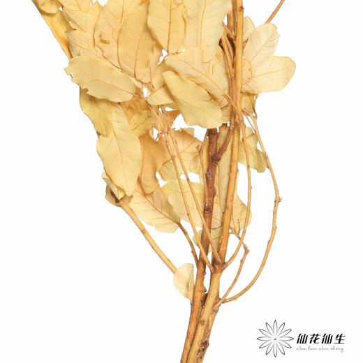 永生花材 | 黄金叶黄 商品图2