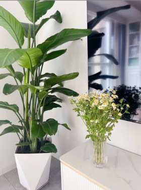 【养护分享1】其实天堂鸟还怪好养的