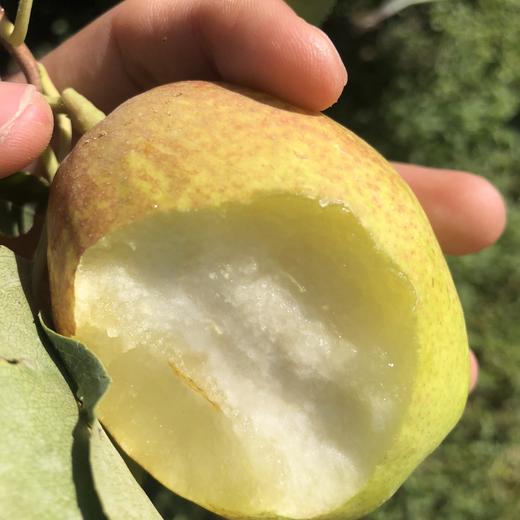 新疆有机库尔勒香梨【5、8斤装】 商品图3