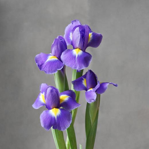 鸢尾 Iris 商品图1