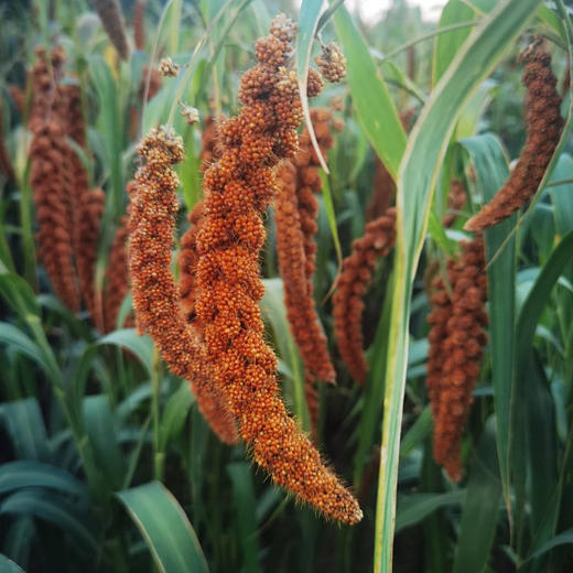 农场发货-张北红谷子小米 5斤/箱 米香味浓 来自张北野菜夫人农场 十六年生态种植农场 当季新米 商品图7