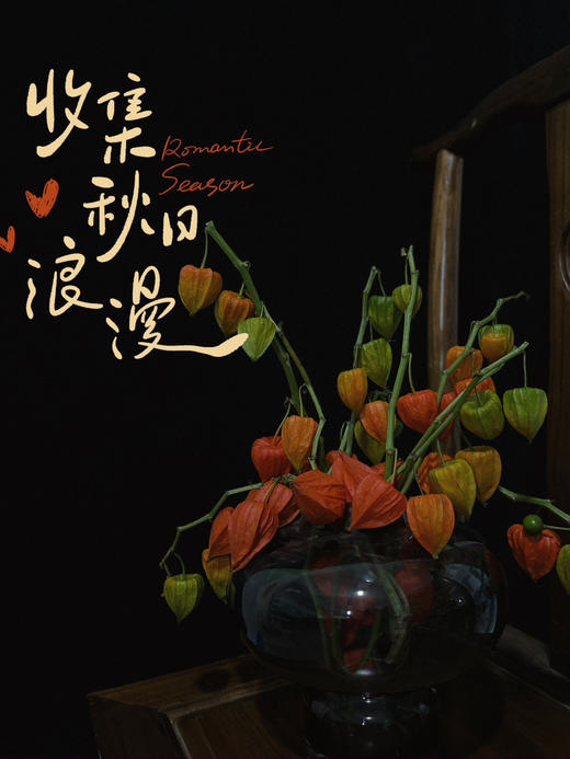 【AB级酸浆果切花】5支/份 长度约50-55cm 商品图8