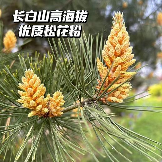 破壁【松花粉】选自长白山高海拔的优质松花粉，没有任何添加，是头道的松花粉，活性好，饱满营养也更高,可以泡水、用来做糕点煮粥 商品图4