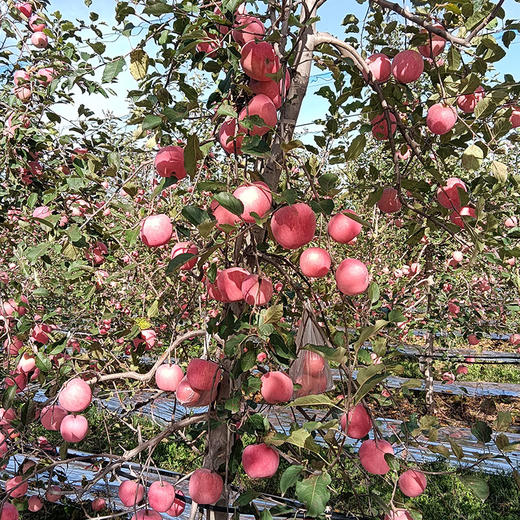 包邮【厂商直发】陕西有机红富士苹果8斤装脆甜多汁新鲜直发 商品图2