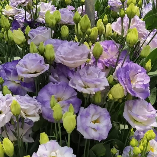 【佳海花业】洋桔梗  烟灰 四合一（700-800g） 颜色深浅略有差异 以实物为准 云南基地发货（价格已包含包装费用） 运费以实际为准，多退少补。 商品图2