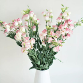 【佳海花业】洋桔梗  粉边 四合一（700-800g） 颜色深浅略有差异 以实物为准 云南基地发货（价格已包含包装费用） 运费以实际为准，多退少补。