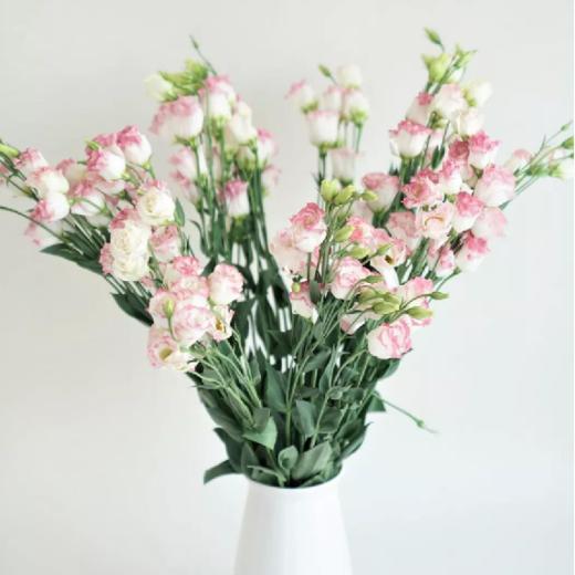 【佳海花业】洋桔梗  粉边 四合一（700-800g） 颜色深浅略有差异 以实物为准 云南基地发货（价格已包含包装费用） 运费以实际为准，多退少补。 商品图0