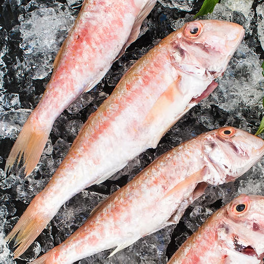 金线鱼 Golden Threadfin Bream 商品图0