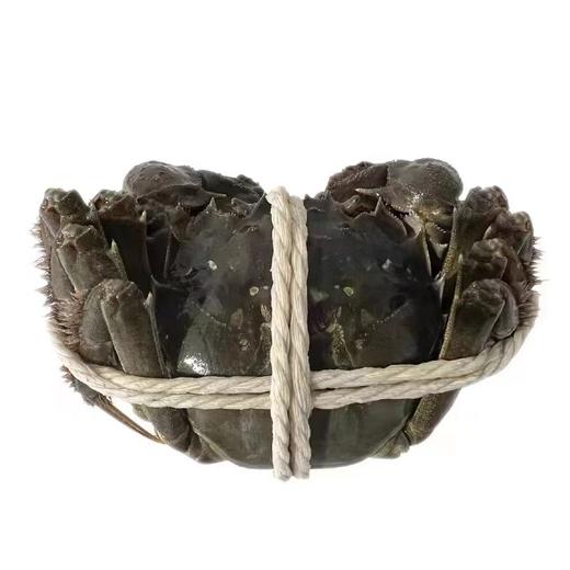 臻选级2388型洪泽湖大闸蟹8只（公蟹4.5-4.9两，母蟹3.0-3.4两） 商品图1