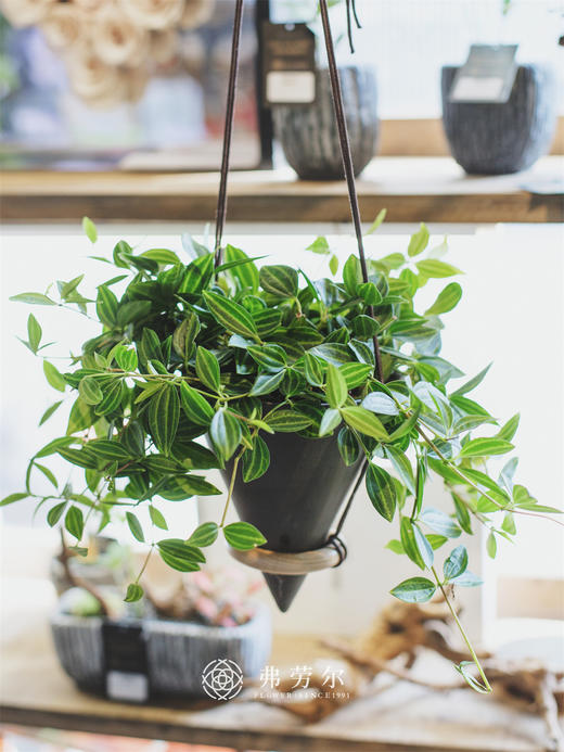 钻石翡翠垂吊盆 商品图1