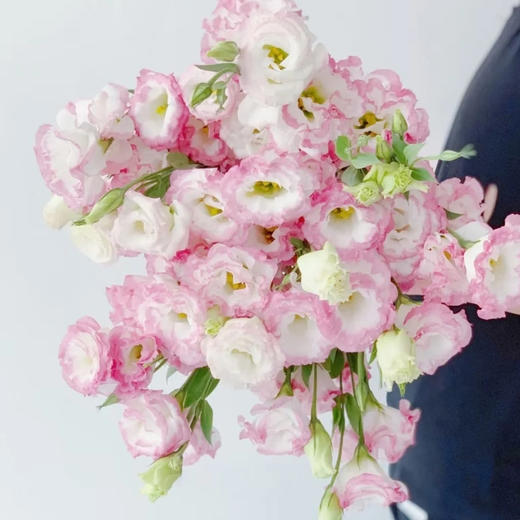 【佳海花业】洋桔梗  粉边 四合一（700-800g） 颜色深浅略有差异 以实物为准 云南基地发货（价格已包含包装费用） 运费以实际为准，多退少补。 商品图1