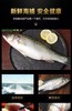 冷冻顺【丰包邮】海鲈鱼新鲜海鱼鲜活深海鱼1100g*2条 商品缩略图8