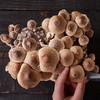 鲜活椴木香菇 Fresh Basswood Mushroom 商品缩略图0