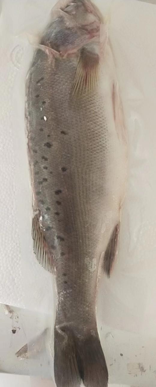 冷冻顺【丰包邮】海鲈鱼新鲜海鱼鲜活深海鱼1100g*2条 商品图6