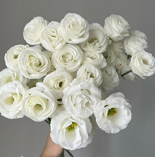 【佳海花业】洋桔梗  白色  四合一（700-800g） 颜色深浅略有差异 以实物为准 云南基地发货（价格已包含包装费用） 运费以实际为准，多退少补。 商品图2