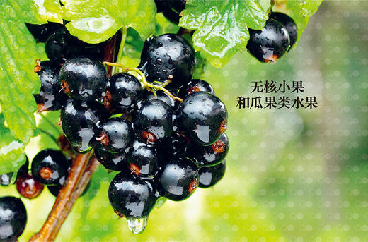 邱园种植指南-英国皇家植物园栽种秘笈：水果 商品图3