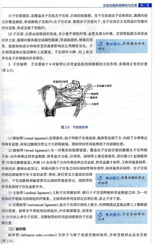 现货妇产科护理 第2版 李淑文 王丽君 高等卫生职业教育应用技能型规划教材配增值 供护理助产专业用 人民卫生出版社9787117300827 商品图4